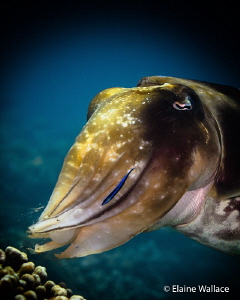 This female cuttle fish, although initially cautious, aft... by Elaine Wallace 